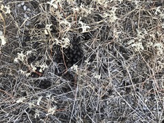 Odocoileus virginianus texanus