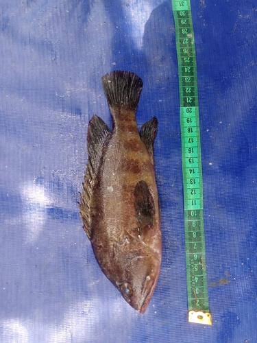 Niger hind (Cephalopholis nigri) — Serranidae