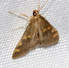 Rehimena