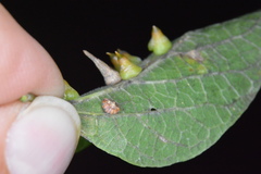 Celticecis capsularis