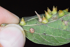 Celticecis capsularis