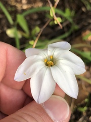 Ipheion