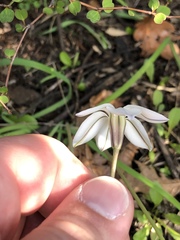 Ipheion