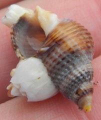 Nassarius mendicus