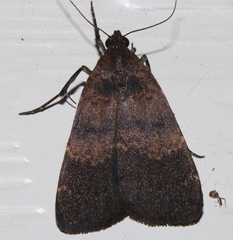 Hydrillodes funestalis