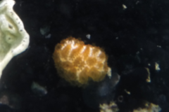 Distaplia