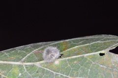 Celticecis pubescens