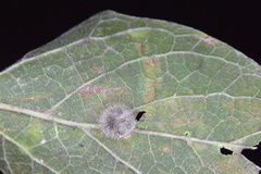 Celticecis pubescens