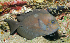 Acanthurus mata