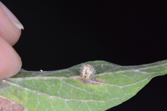 Celticecis pubescens