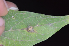 Celticecis pubescens