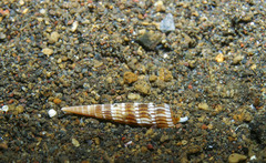 Terebridae