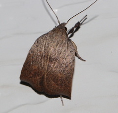 Tortricopsis pyroptis