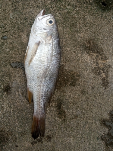 Boe drum (Pteroscion peli) — Sciaenidae