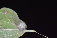 Celticecis pubescens