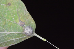 Celticecis pubescens