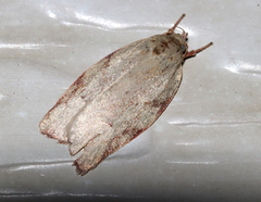 Euchaetis inceptella