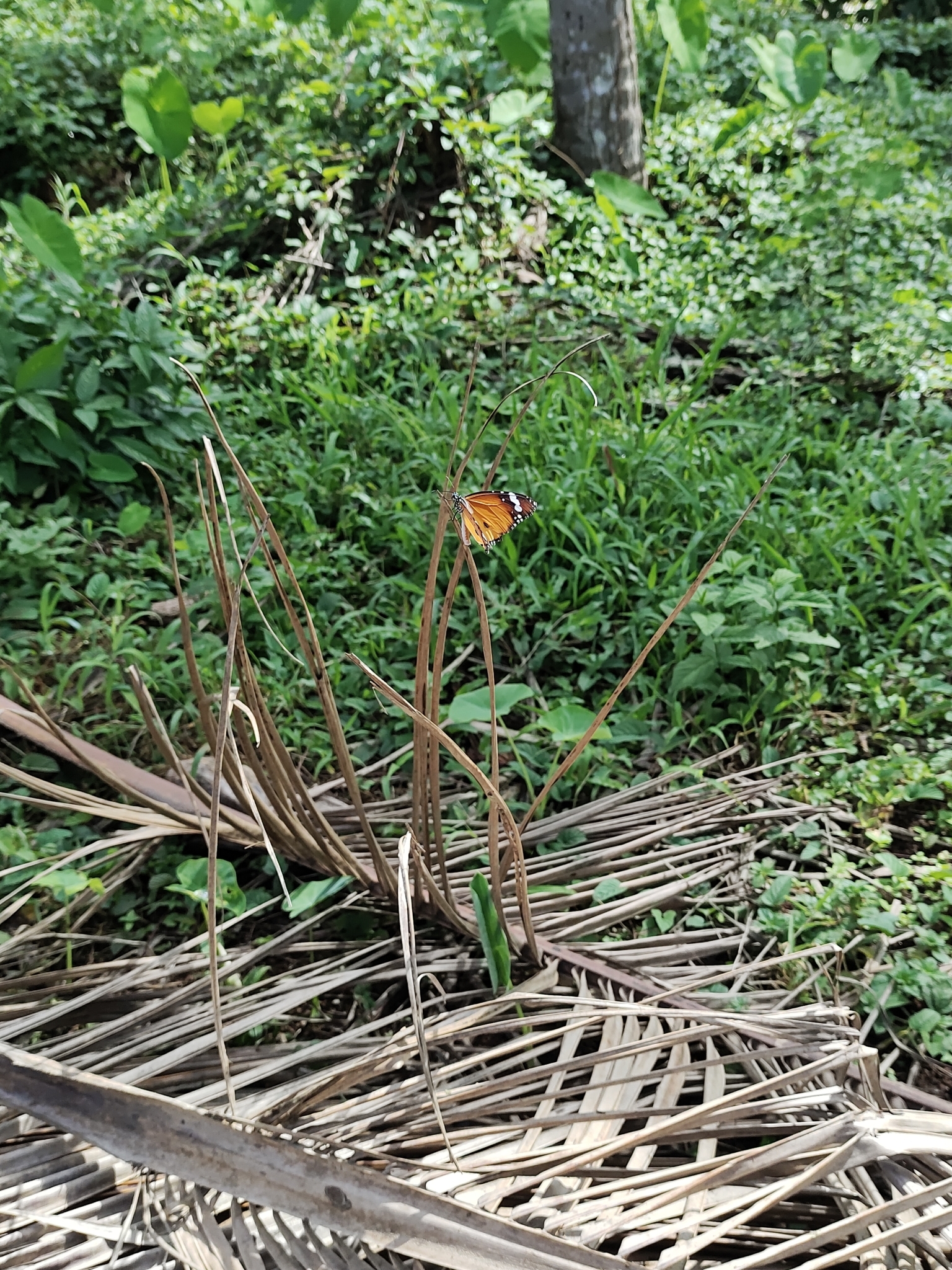 Plain Tiger