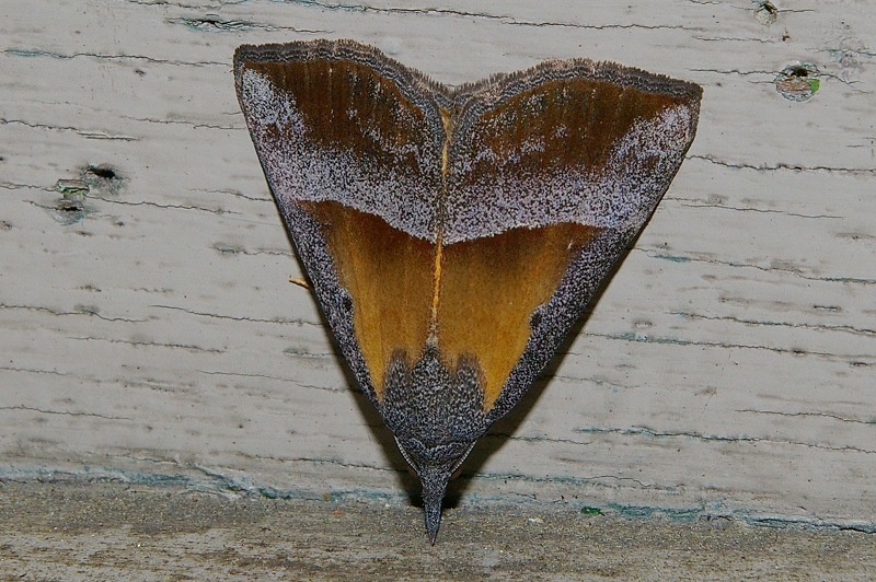 Hypena claripennis