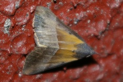Hypena claripennis