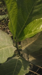 Ficus septica