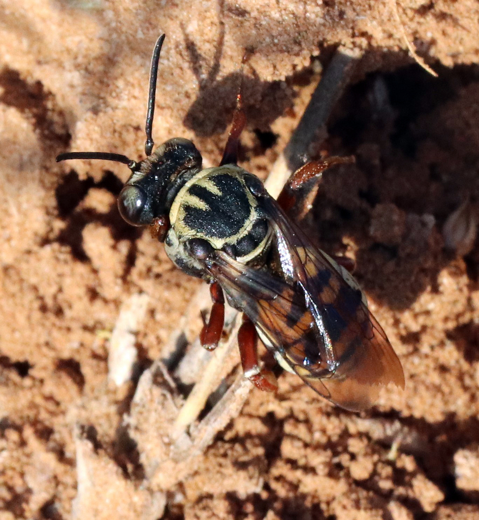 Triepeolus martini