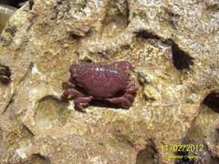 Ozius reticulatus