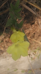 Convolvulaceae