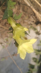 Convolvulaceae