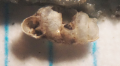 Gastrocopta pilsbryana image