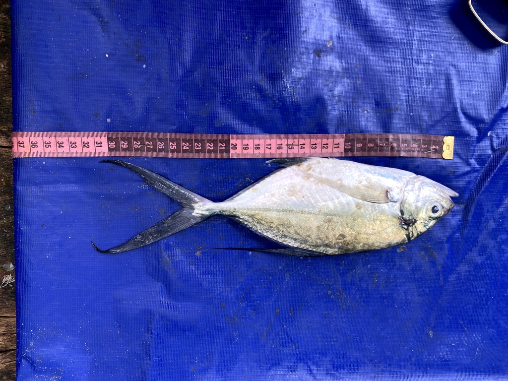 Senegal-horsmakreel (Caranx senegallus) — Carangidae