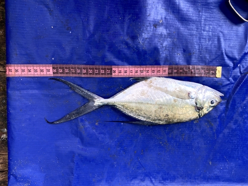 Photo of Senegal jack (Caranx senegallus)