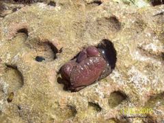 Ozius reticulatus
