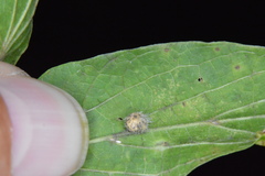 Celticecis pubescens