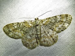 Cleora acaciaria
