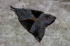 Hypena trigonalis