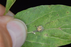 Celticecis pubescens