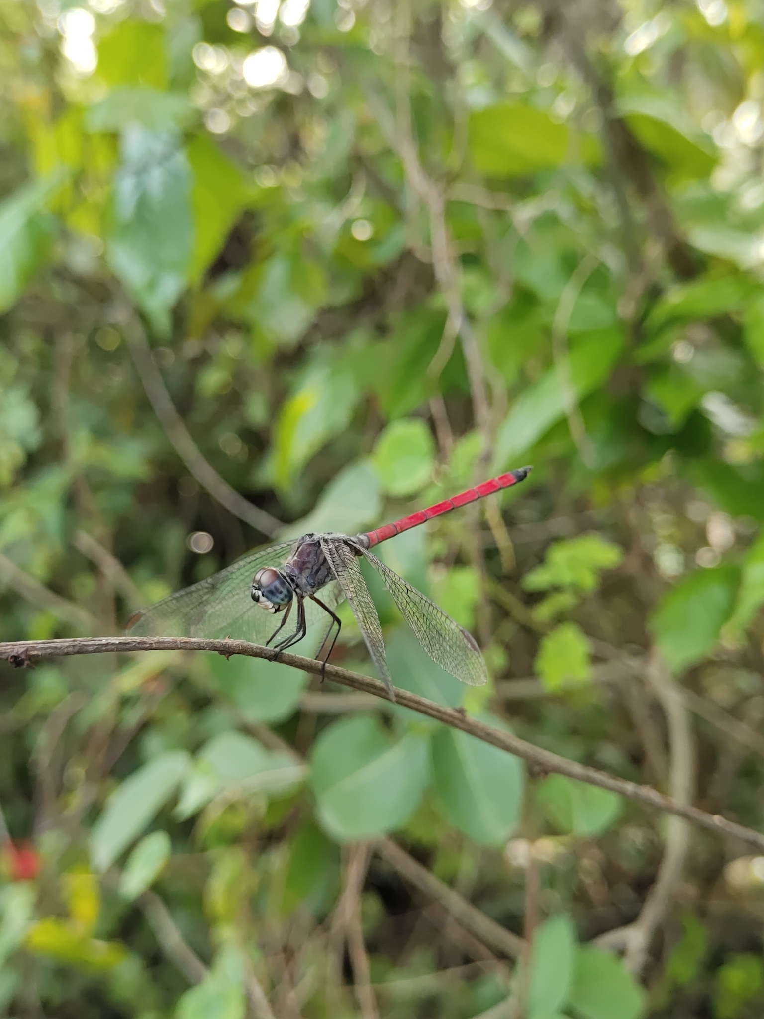 Asiatic Bloodtail