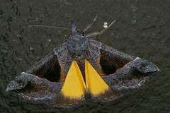 Hypena trigonalis
