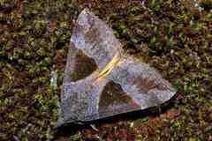 Hypena trigonalis