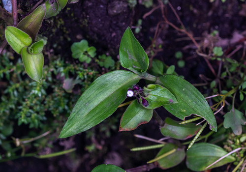 Callisia gracilis (Callisia gracilis)