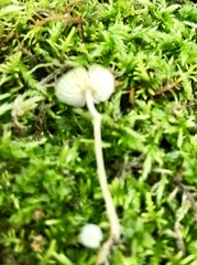 Mycena alphitophora