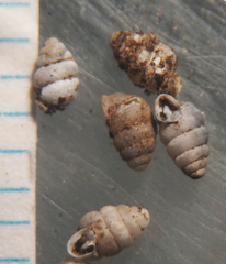 Gastrocopta contracta