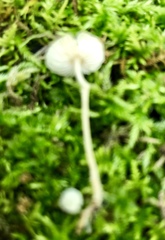 Mycena alphitophora