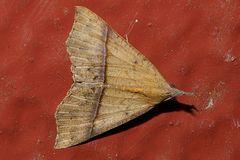 Hypena strigata