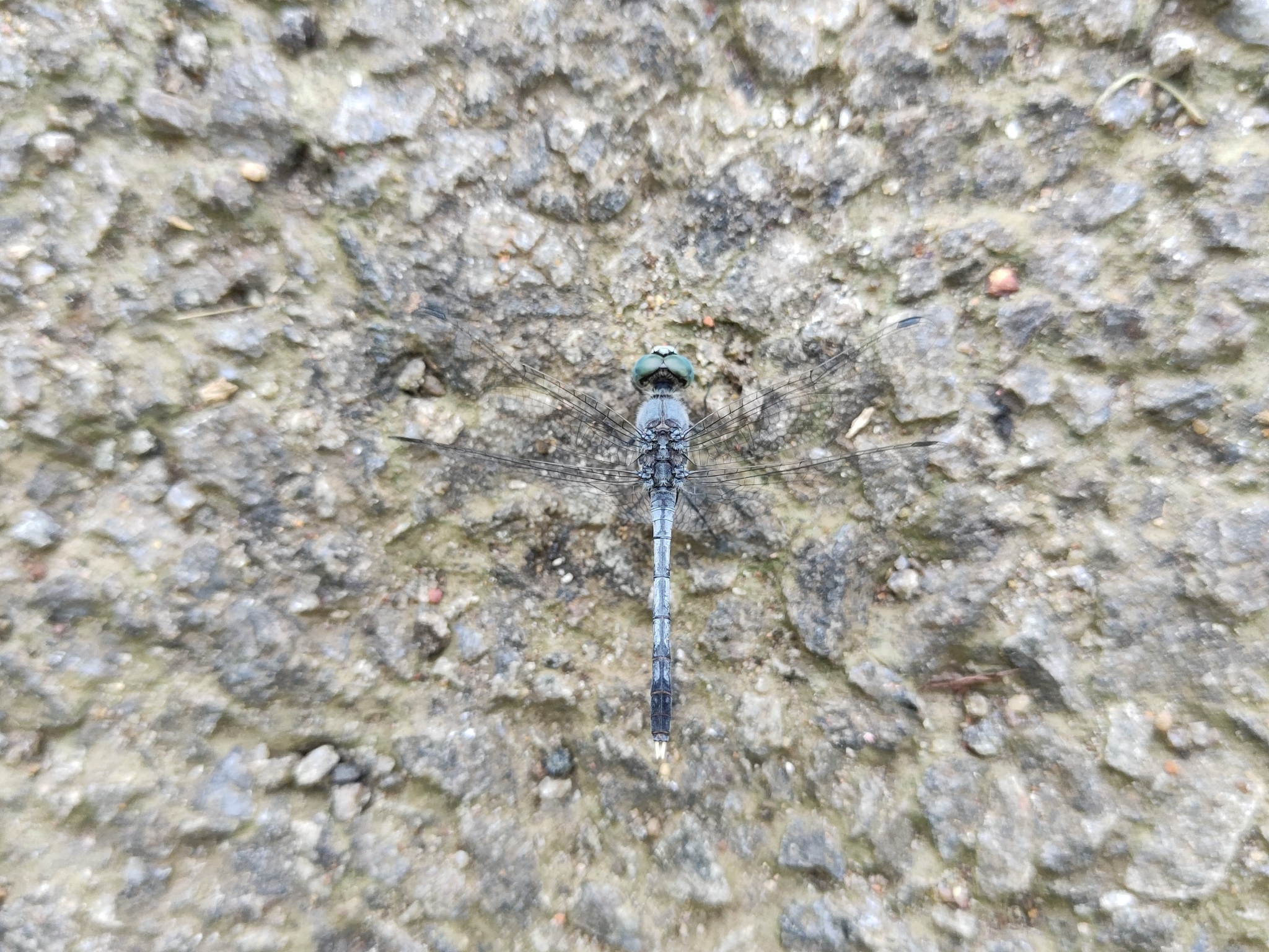 Chalky Percher