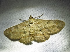 Cleora acaciaria