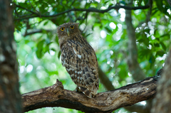 Ketupa zeylonensis