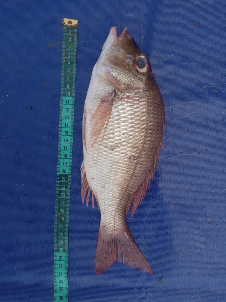 Atlantic emperor (Lethrinus atlanticus) — Lethrinidae