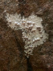 Calodactylodes illingworthorum